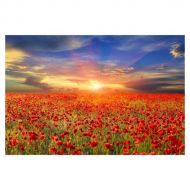 All Of The Poppies Wall Art